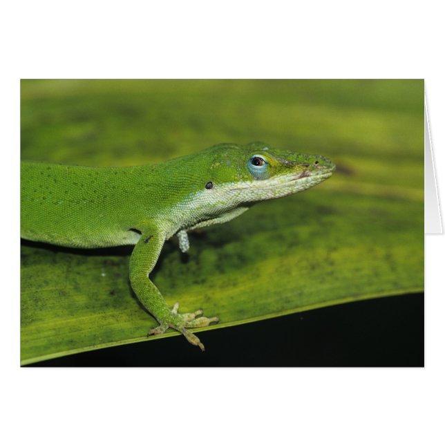 Grüne Anole, Anolis carolinensis, erwachsen auf Pa (Vorderseite (Horizontal))