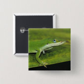 Grüne Anole, Anolis carolinensis, erwachsen auf Pa Button (Vorne & Hinten)