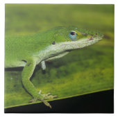 Grüne Anole, Anolis carolinensis, erwachsen auf Pa Fliese (Vorderseite)