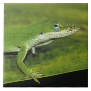 Grüne Anole, Anolis carolinensis, erwachsen auf Pa Fliese