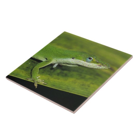 Grüne Anole, Anolis carolinensis, erwachsen auf Pa Fliese (Seite)