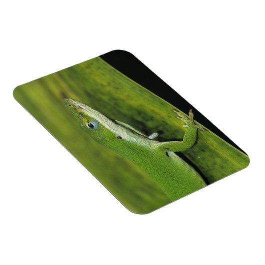 Grüne Anole, Anolis carolinensis, erwachsen auf Pa Magnet (Rechte Seite)