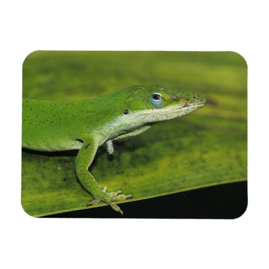 Grüne Anole, Anolis carolinensis, erwachsen auf Pa Magnet (Horizontal)