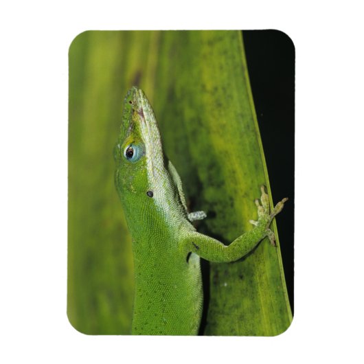 Grüne Anole, Anolis carolinensis, erwachsen auf Pa Magnet (Vertikal)
