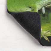 Grüne Anole, Anolis carolinensis, erwachsen auf Pa Mousepad (Ecke)