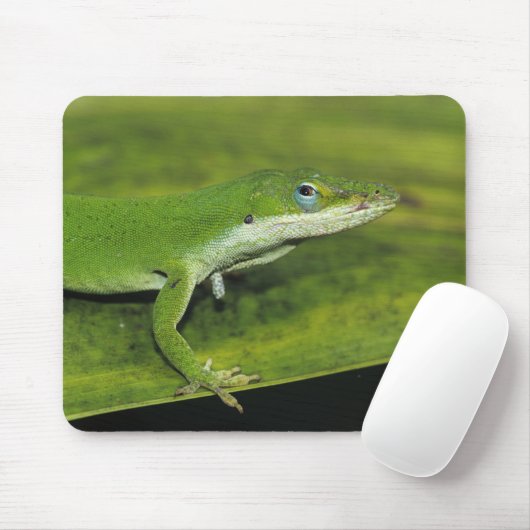 Grüne Anole, Anolis carolinensis, erwachsen auf Pa Mousepad (Mit Mouse)