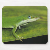 Grüne Anole, Anolis carolinensis, erwachsen auf Pa Mousepad (Vorne)