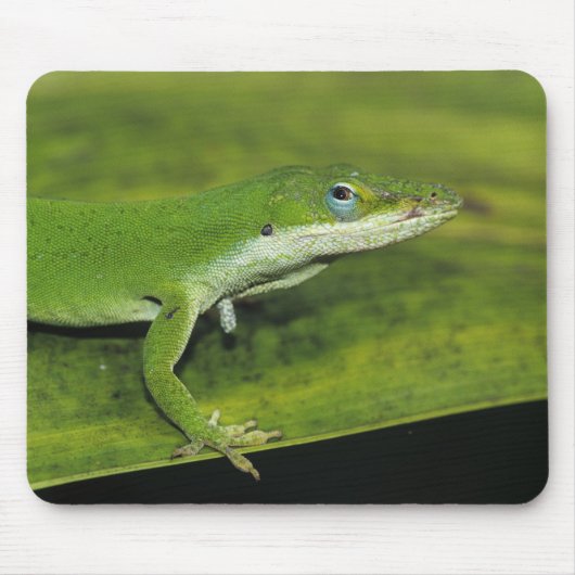 Grüne Anole, Anolis carolinensis, erwachsen auf Pa Mousepad (Vorne)