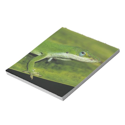 Grüne Anole, Anolis carolinensis, erwachsen auf Pa Notizblock (Rotiert)