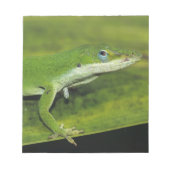 Grüne Anole, Anolis carolinensis, erwachsen auf Pa Notizblock (Vorderseite)