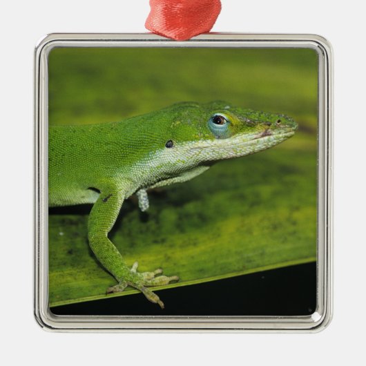 Grüne Anole, Anolis carolinensis, erwachsen auf Pa Ornament Aus Metall (Vorne)