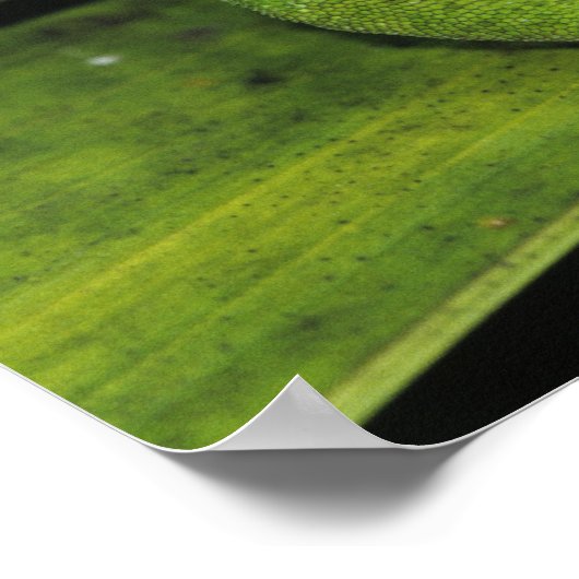 Grüne Anole, Anolis carolinensis, erwachsen auf Pa Poster (Ecke)