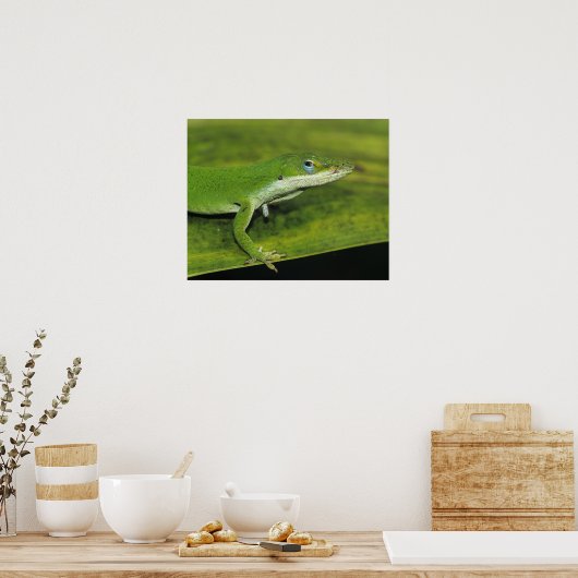 Grüne Anole, Anolis carolinensis, erwachsen auf Pa Poster (Küche)