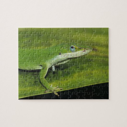Grüne Anole, Anolis carolinensis, erwachsen auf Pa Puzzle (Horizontal)