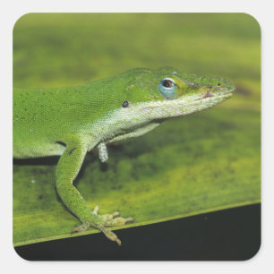 Grüne Anole, Anolis carolinensis, erwachsen auf Pa Quadratischer Aufkleber