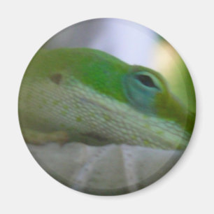 Grüne Anole Eidechse Magnet