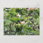 Grüne Äpfel auf Bäumen Postkarte (Vorderseite)