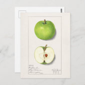 Grüne Äpfel (Malus Domestica) Postkarte (Vorne/Hinten)