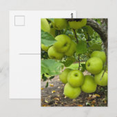 Grüne Äpfel Postkarte (Vorne/Hinten)