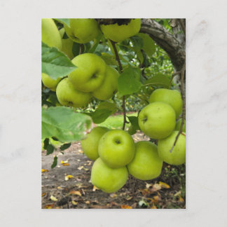 Grüne Äpfel Postkarte