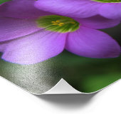 Grüne Augen Fotodruck (Ecke)