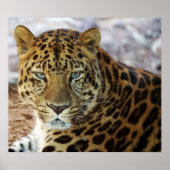 Grüne Augen! Poster (Vorne)