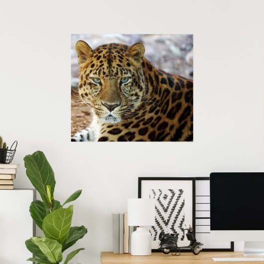 Grüne Augen! Poster (Heimbüro)