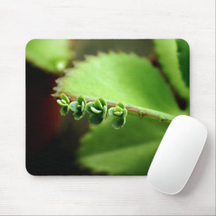 Grüne Baby-Sukkulenten-Pflanze-Natur-Foto-Mauspad Mousepad
