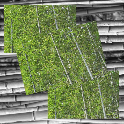 Grüne Bambusbaumen wachsen naturfotografisch Seidenpapier