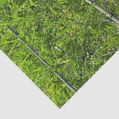 Grüne Bambusbaumen wachsen naturfotografisch Seidenpapier (Ausschnitt)