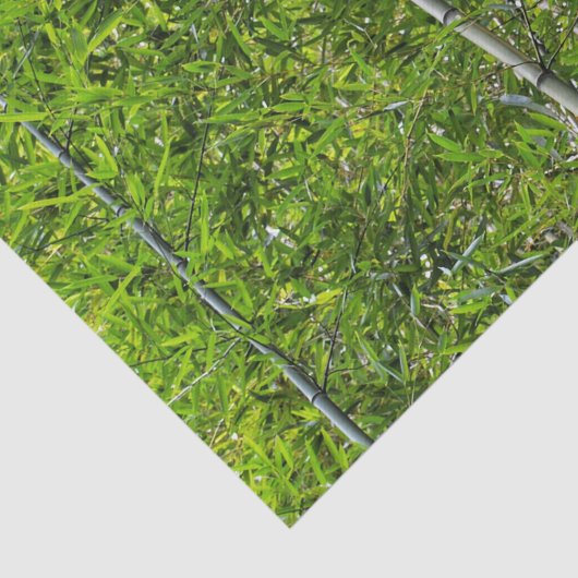 Grüne Bambusbaumen wachsen naturfotografisch Seidenpapier (Ausschnitt)