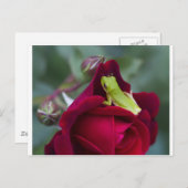 Grüne Baumfrösche und -Rote Rosen Postkarte (Vorne/Hinten)