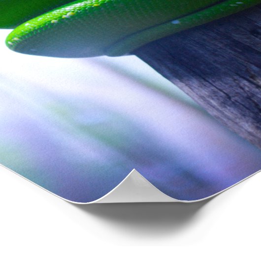 Grüne Baumpython (A) Poster (Ecke)