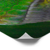 Grüne Baumpython (B) Poster (Ecke)