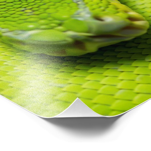 Grüne Baumpython, Galaxy Fotodruck (Ecke)