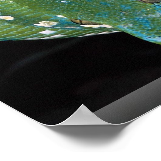 Grüne Baumpython, Neue Guinea Poster (Ecke)