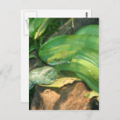 Grüne Baumpython und Weißer Baumfrosch Postkarte (Vorne/Hinten)