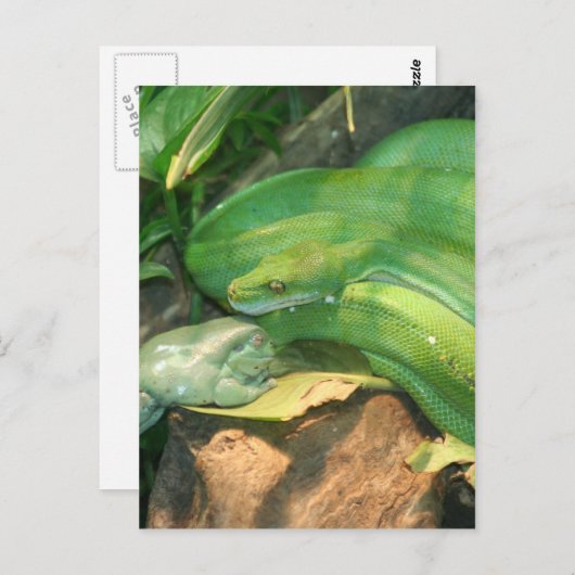 Grüne Baumpython und Weißer Baumfrosch Postkarte (Vorne/Hinten)