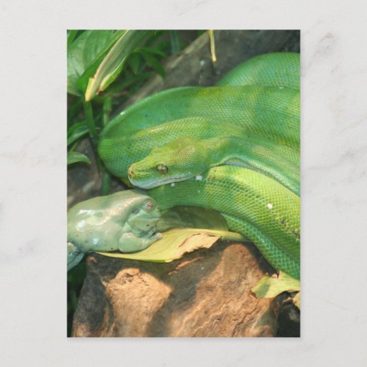 Grüne Baumpython und Weißer Baumfrosch Postkarte (Vorderseite)