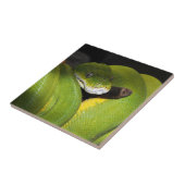 Grüne Baumpythonschlange Fliese (Seite)