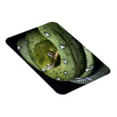 Grüne Baumschlange Smaragdboa in Bolivien Magnet (Rechte Seite)