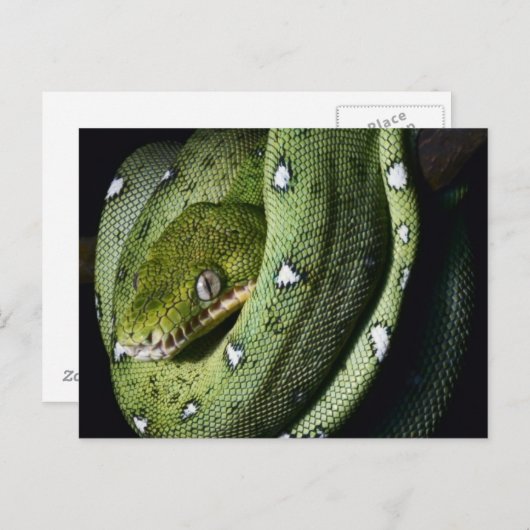 Grüne Baumschlange Smaragdboa in Bolivien Postkarte (Vorne/Hinten)