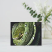 Grüne Baumschlange Smaragdboa in Bolivien Postkarte (Stehend Vorderseite)