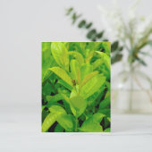 Grüne Biene Postkarte (Stehend Vorderseite)