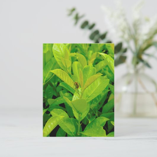 Grüne Biene Postkarte (Stehend Vorderseite)