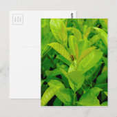 Grüne Biene Postkarte (Vorne/Hinten)