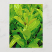 Grüne Biene Postkarte (Vorderseite)