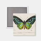 Grüne Birke Magnet (Vorderseite/Rückseite)