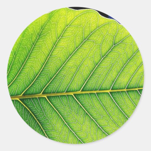 Grüne Blatt Blätter Runder Aufkleber (Vorderseite)