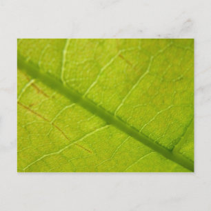 Grüne Blatt Botanische Naturfotografie Postkarte